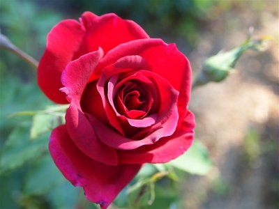 ​月季御用马车，深红色的花朵，一款华丽的攀援玫瑰