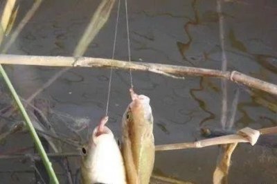 ​为何有些人用蚯蚓钓不到鱼？原来这3个细节很重要！