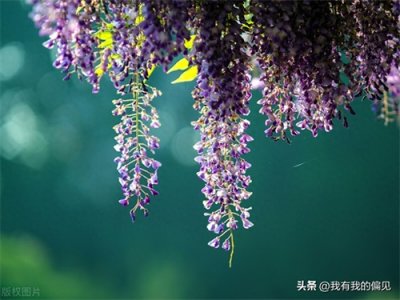 ​心中有爱，眼里有光：宗璞美文阅读分享