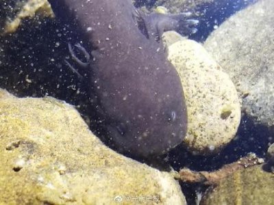 ​江西靖安发现大鲵野外纯种种群