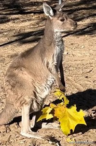 ​秦皇岛野生动物园今天起执行优惠票价！