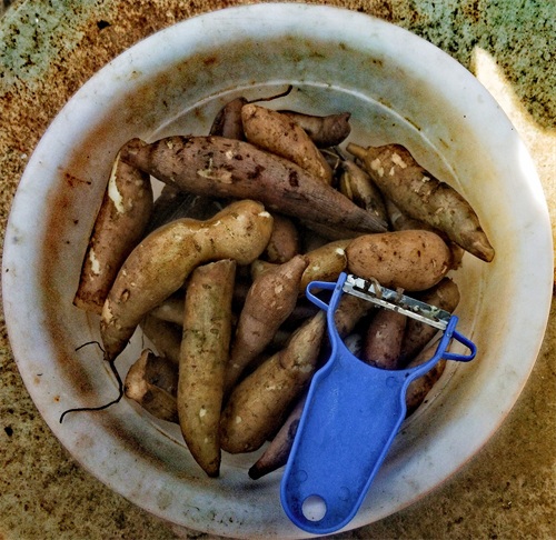 「原创首发」美味水果——雪莲果种子