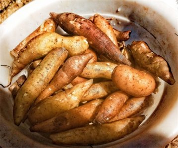 ​「原创首发」美味水果——雪莲果种子