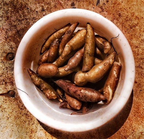 「原创首发」美味水果——雪莲果种子