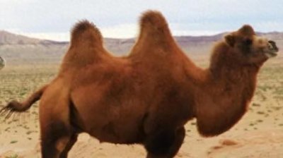 ​冷知识！骆驼的驼峰里储存的不是水，而是脂肪！