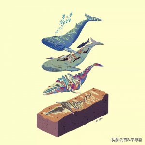 ​“巨鲸落，万物生”，温柔的巨兽化身为海底的绿洲