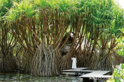 ​美味与实用的“簕古”