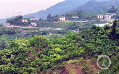 ​玉峰山的樱桃熟了 大批市民趁周末蜂拥上山采摘