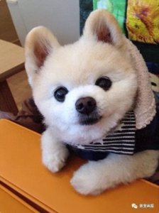 ​超萌的小博美犬俊介君，好像一个卡通公仔