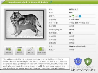 ​德牧亲戚——瑞士牧羊犬