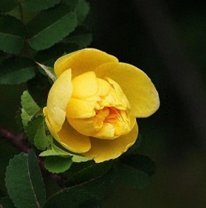 ​美丽娇艳的黄刺梅