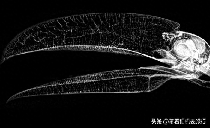 有关巨嘴鸟,这里有一些有趣的“冷知识”