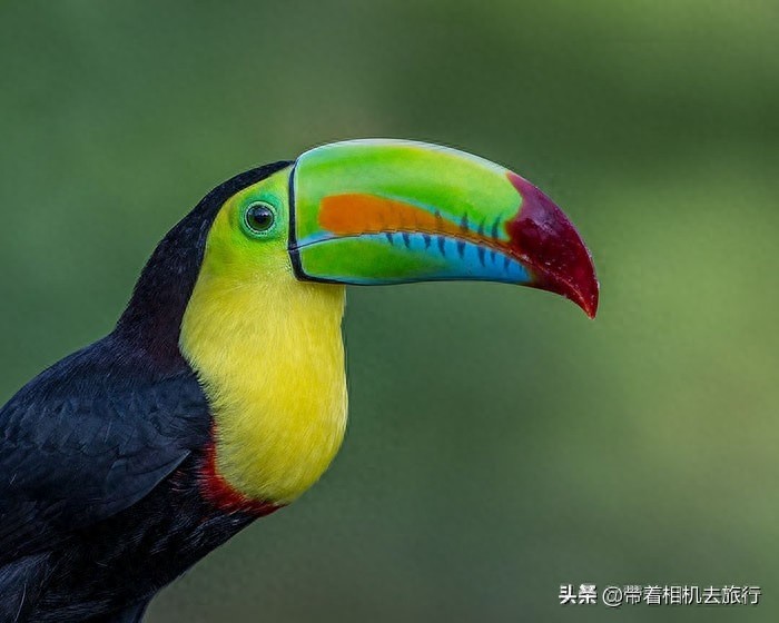 有关巨嘴鸟,这里有一些有趣的“冷知识”