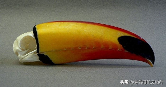 有关巨嘴鸟,这里有一些有趣的“冷知识”