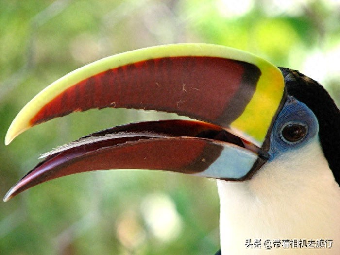 有关巨嘴鸟,这里有一些有趣的“冷知识”