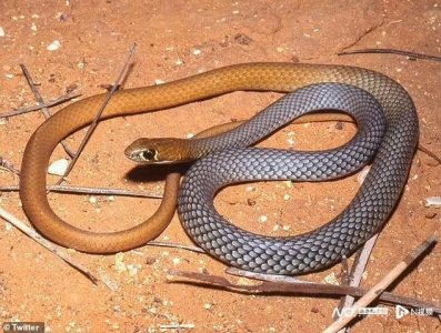 ​澳大利亚惊现毒蛇新品种“鞭蛇”，行动迅速，竟白天出来捕食