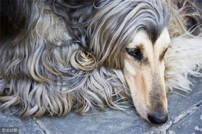 ​拉风的阿富汗犬为何被禁养？有三个原因，第三个最尴尬