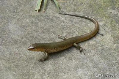 ​以前生活中常见的四脚蛇，为什么现在看不到了，它有毒么？