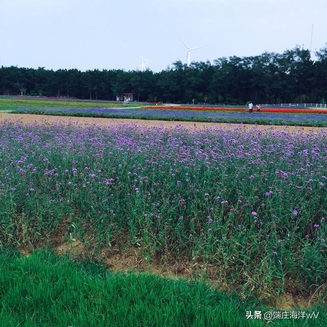 山东十大最美旅游景点（山东十个推荐的旅游景点）(6)