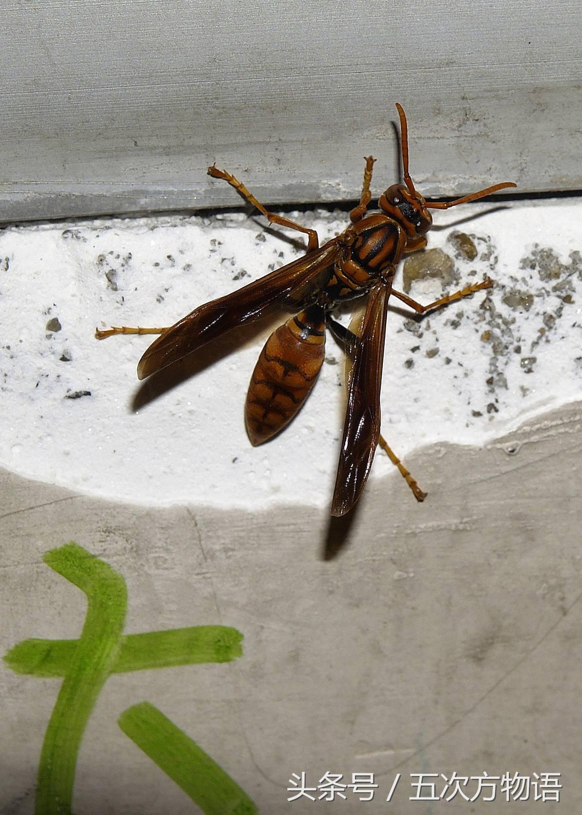 胡蜂和马蜂有什么区别(胡蜂和马蜂哪个厉害)