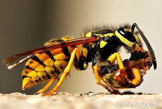 胡蜂和马蜂有什么区别(胡蜂和马蜂哪个厉害)