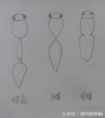 胡蜂和马蜂有什么区别(胡蜂和马蜂哪个厉害)