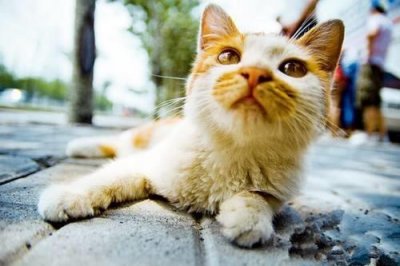 ​你知道猫咪是如何分辨自己的主人的吗？