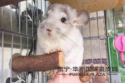 ​5种宠物就比较适合女性上班族养，很多女性都喜欢养的小宠物