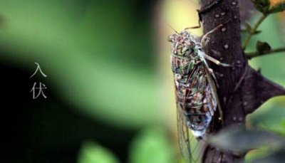 ​三伏天是什么意思(三伏天是怎么算出来的)