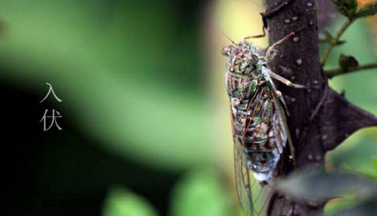 三伏天是什么意思(三伏天是怎么算出来的)