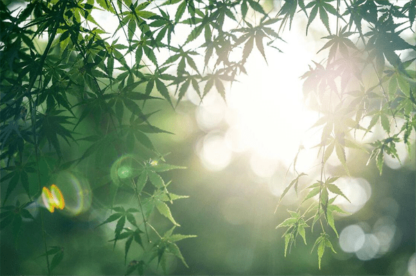 三伏天是什么意思(三伏天是怎么算出来的)