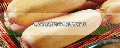 ​带泥莲藕的长期储存方法