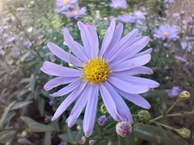 reno4se参数（分享1款oppo手机的参数配置）