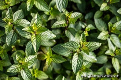 ​庭院中常用到的18种驱蚊效果不错的植物