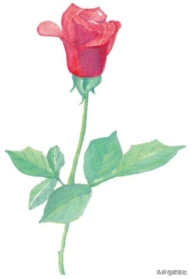 插花作品100例西方插画（你以为花艺师只会插花）(8)