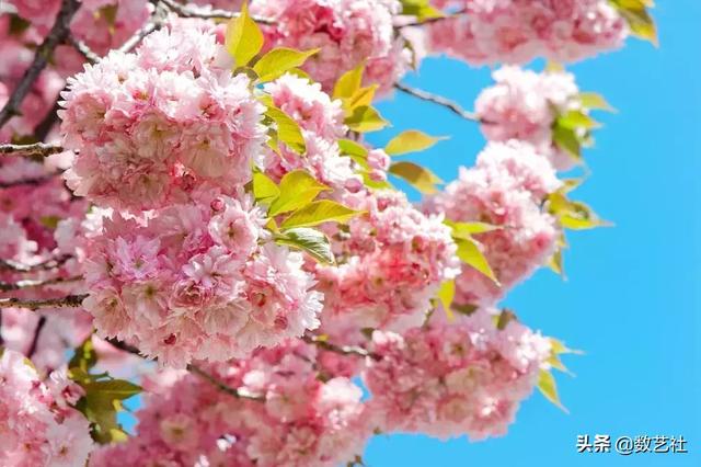 插花作品100例西方插画（你以为花艺师只会插花）(2)