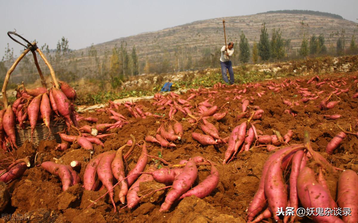 红薯是从什么时候由谁引进中国的（番薯什么时候传入中国）