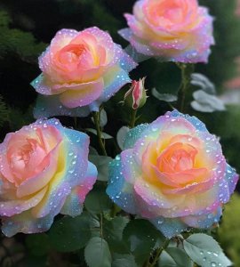 ​告诉你！原来夫妻是前世恩人，今生相逢竟是因前世恩情延续