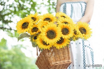 ​向日葵摄影图｜愿你的每一天都向阳而生，从感受阳光的味道开始