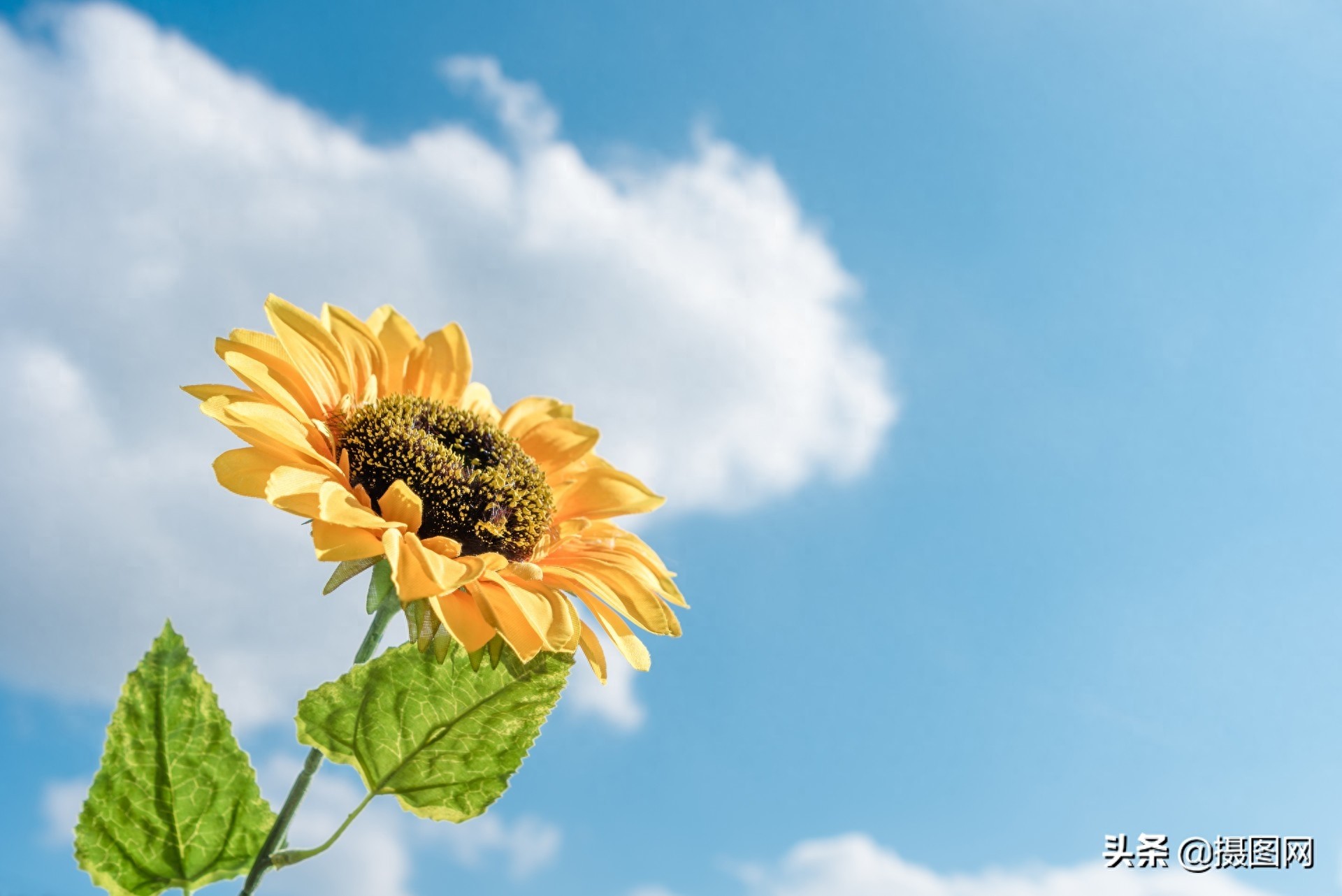 向日葵摄影图｜愿你的每一天都向阳而生，从感受阳光的味道开始