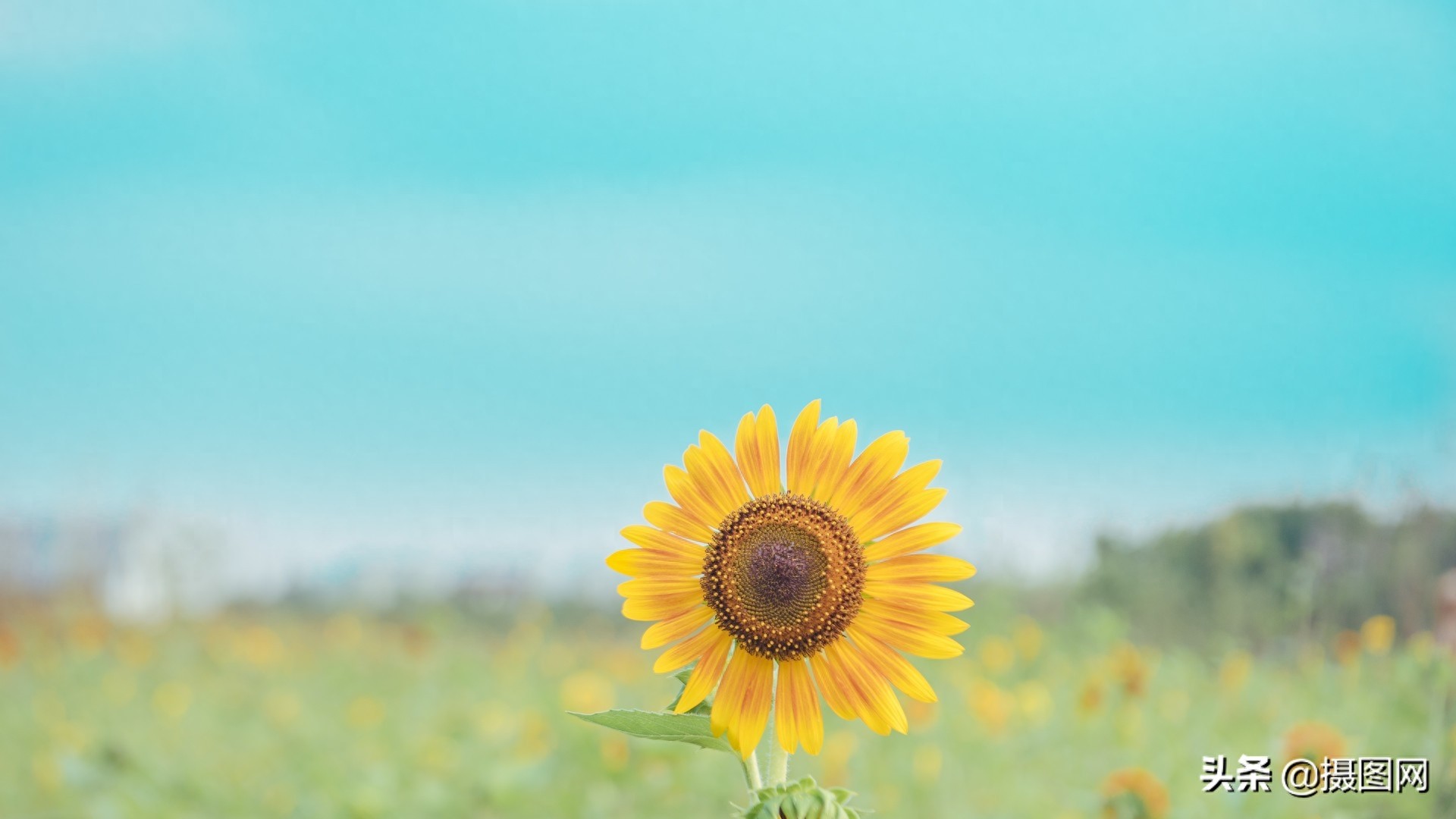 向日葵摄影图｜愿你的每一天都向阳而生，从感受阳光的味道开始