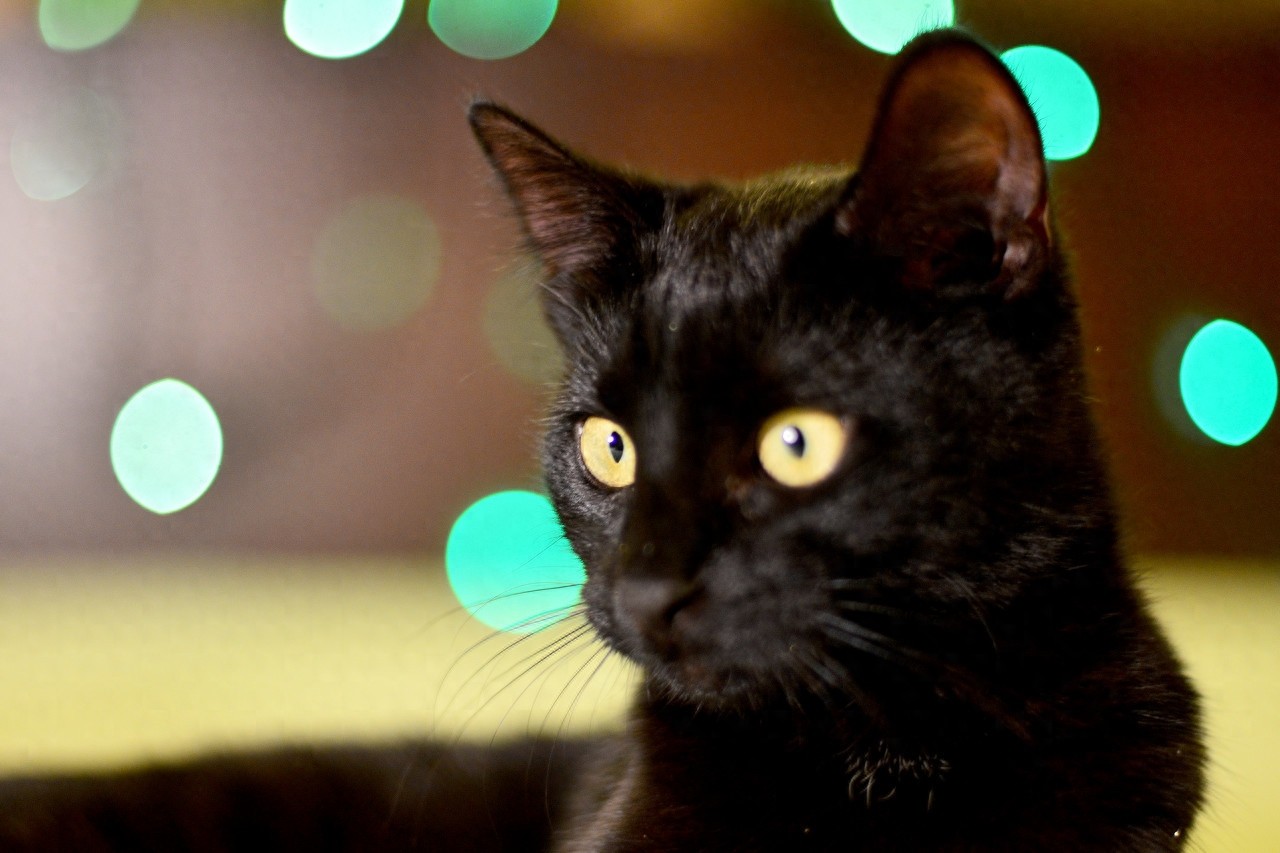 黑猫图片欣赏