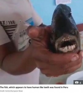 ​南美惊现“人齿鱼”！鱼面人牙相貌诡异，网友称男性都害怕它
