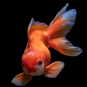 ​动物控 可爱的动物头像