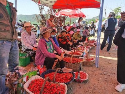 ​采摘正当时 济南市南部山区大樱桃上市