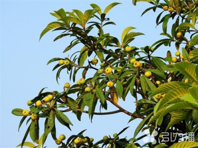 ​苏州：西山青种枇杷20日左右大量上市