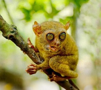 ​眼镜猴名副其实，眼睛和戴眼镜的人眼睛一样都突出来了