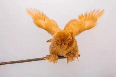 ​细说中华宫廷黄鸡的前世今生