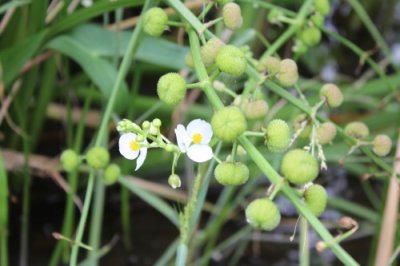 ​植物与中药--慈姑