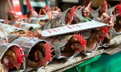 ​淘汰鸡卖个好价钱，做好这4点准没错！养鸡人别越养越穷